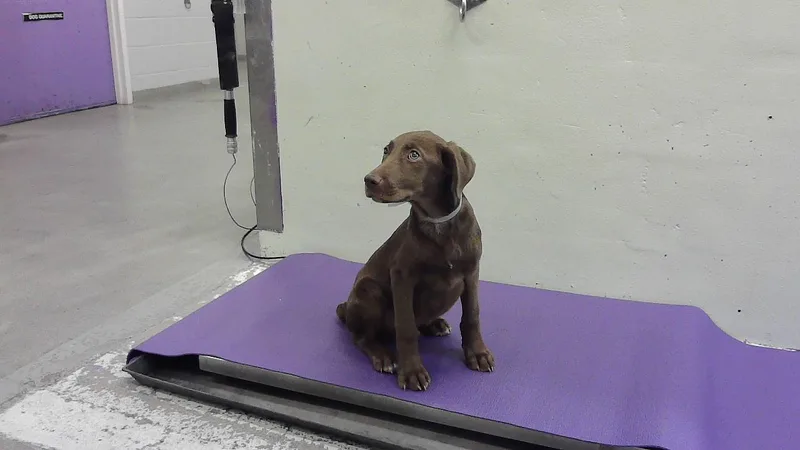 A baby small-sized male Labrador Retriever dog named Jonas for adoption in Houston, TX
