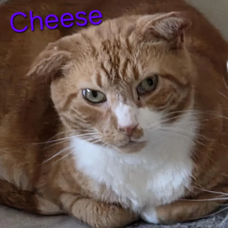 Cheeze thumbnail 2