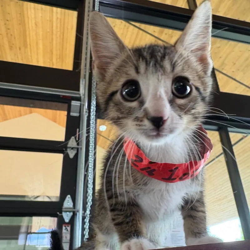 A baby small-sized male Black Domestic Short Hair cat named Chitty Chitty for adoption in Leander, TX