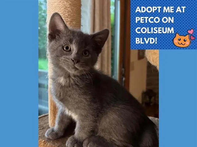 A baby small-sized female Domestic Short Hair cat named Vala for adoption in Fort Wayne, IN