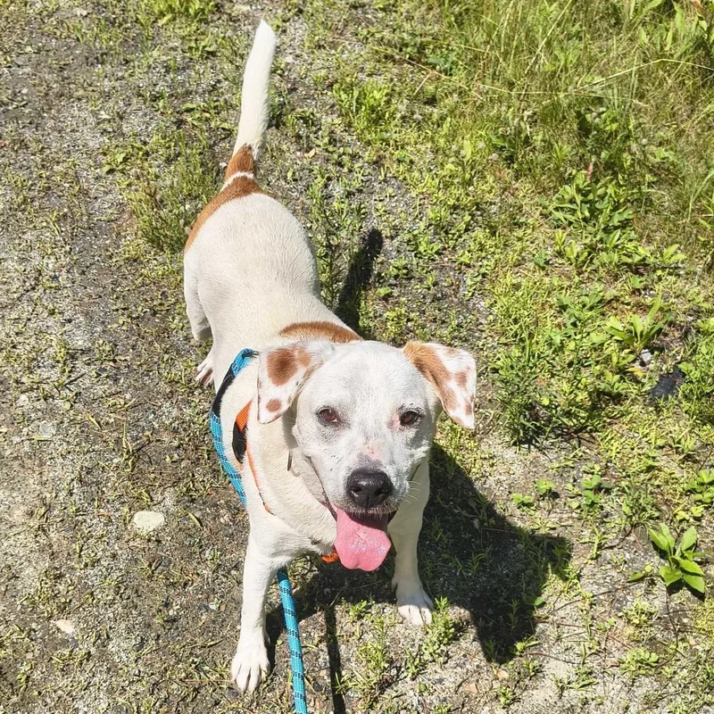 A senior large-sized female White / Cream Hound dog named Jenny for adoption in Enfield, NH