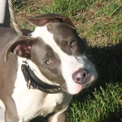 A young medium-sized female Cattle Dog dog named Tink for adoption in Elk Grove Village, IL