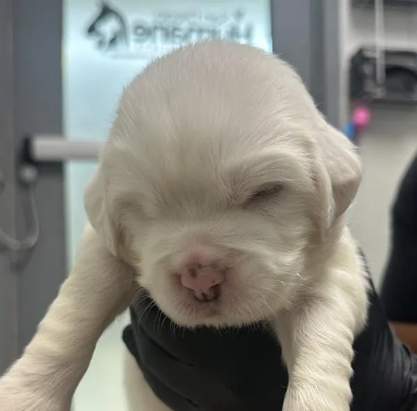 A baby small-sized male Shar-Pei dog named Remy for adoption in El Cajon, CA