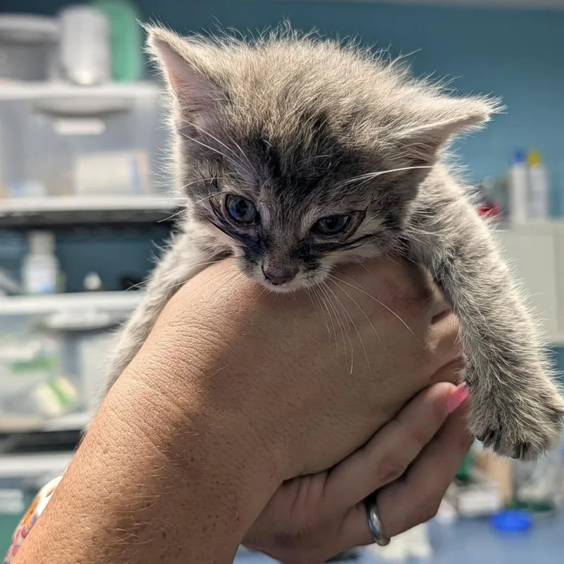 A baby small-sized female Brown / Chocolate Domestic Short Hair cat named Wendi for adoption in Jefferson city, TN