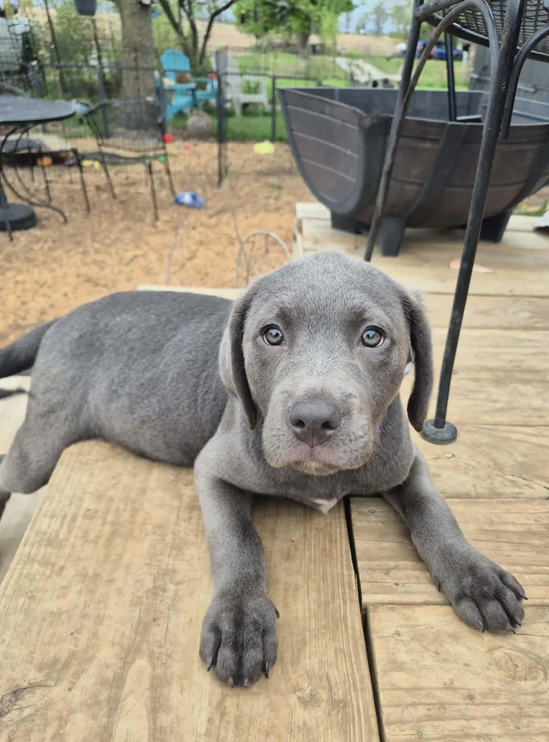 A baby large-sized female Gray / Blue / Silver Labrador Retriever dog named Sylvi for adoption in Byron, IL