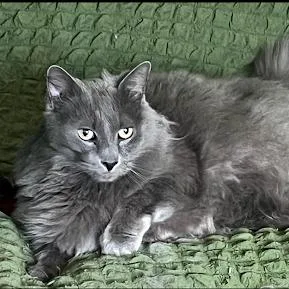 A senior large-sized male Gray / Blue / Silver Domestic Long Hair cat named Mikey for adoption in Queenstown, MD