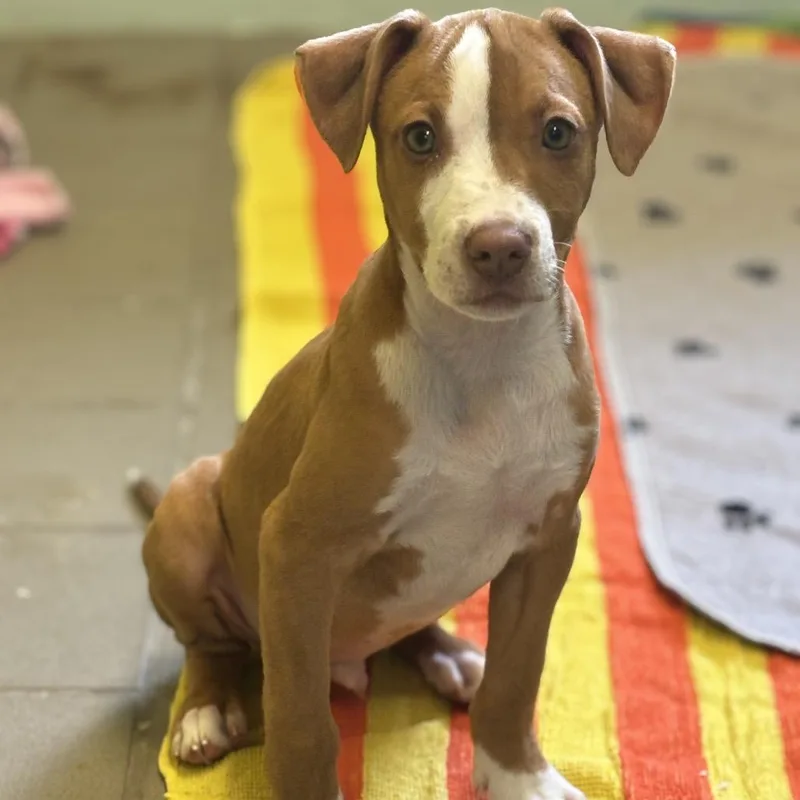 A young small-sized male Mixed Breed dog named Tater Tot for adoption in Marshalltown, IA