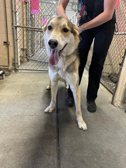 An adult large-sized male German Shepherd Dog dog named Teddy for adoption in Fairfield, CA