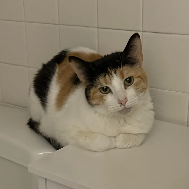 An adult medium-sized female Calico Calico cat named Bella for adoption in Northumberland, PA