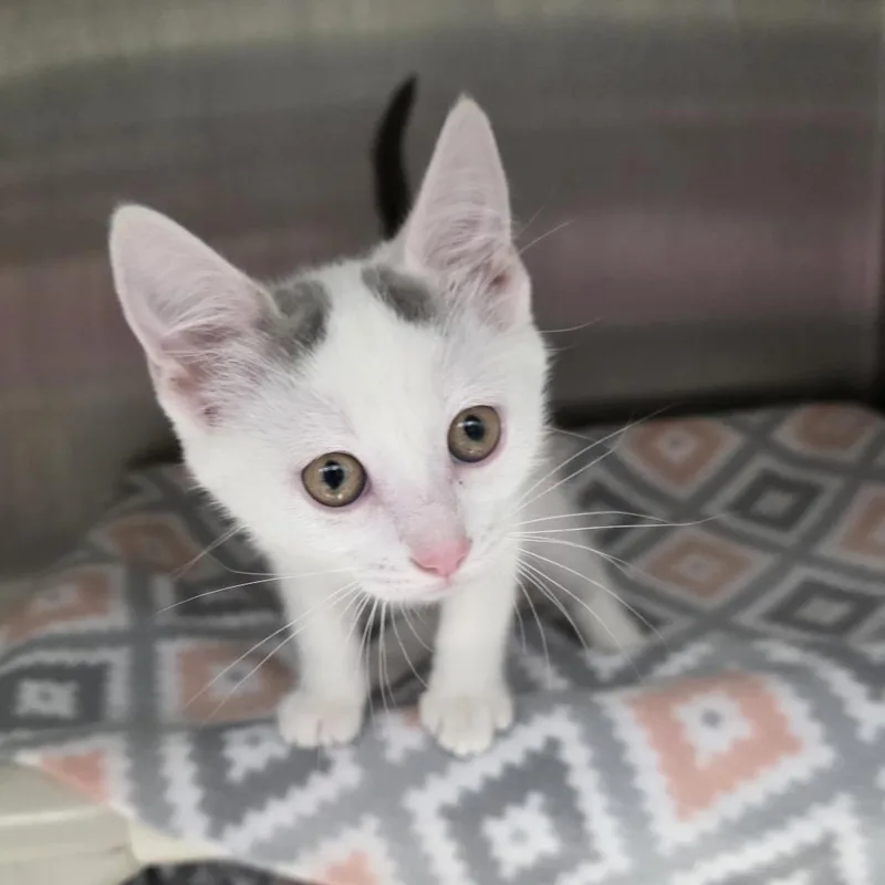 A baby small-sized female White Domestic Short Hair cat named Rowan for adoption in Fort Wayne, IN