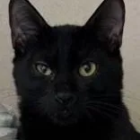 A baby medium-sized male Domestic Short Hair cat named Pfeiffer for adoption in Santa Cruz, CA