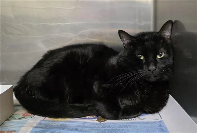 A young small-sized male Domestic Short Hair cat named Rue for adoption in San Antonio, TX