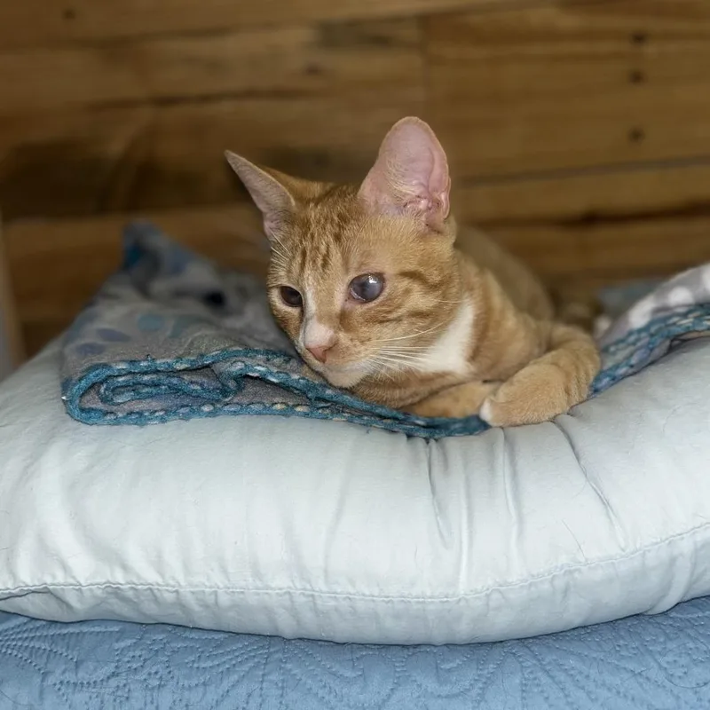 Gino Abner thumbnail 2