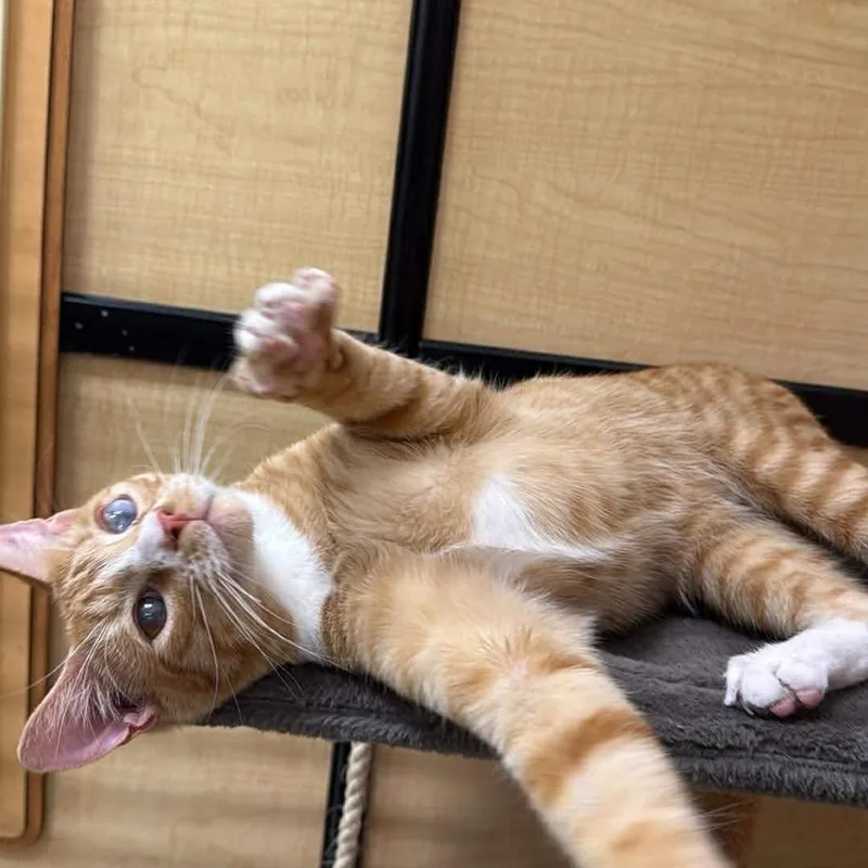 Gino Abner thumbnail 3