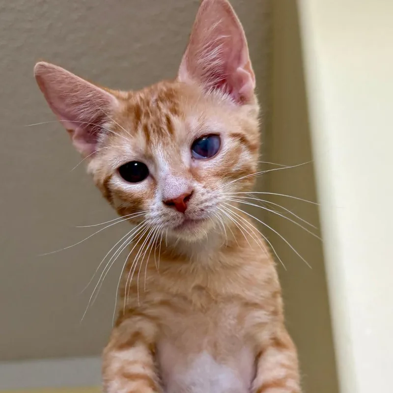 Gino Abner thumbnail 5