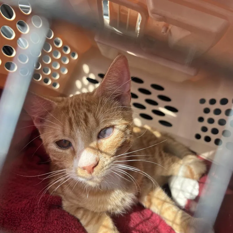 Gino Abner thumbnail 6