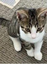 A baby small-sized male Domestic Short Hair cat named Gazpacho for adoption in Mission Viejo, CA