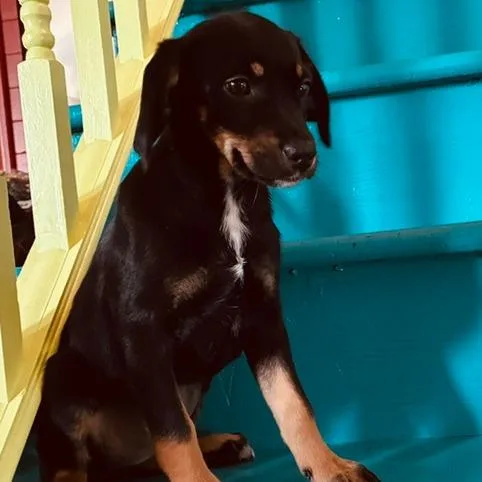 A baby small-sized female Black Flat-Coated Retriever dog named Bubbles for adoption in Staten Island, NY