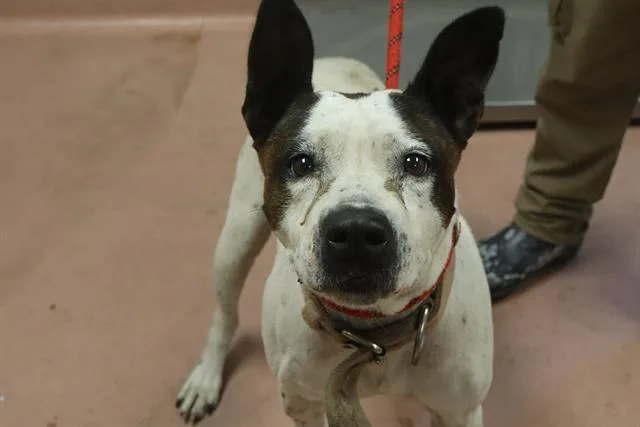 An adult medium-sized female Mixed Breed dog named Lyra for adoption in Columbia, SC