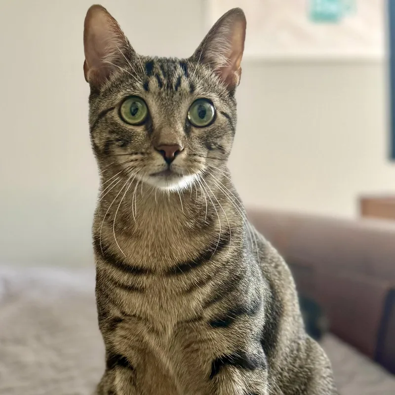 A baby medium-sized female Tabby (Buff / Tan / Fawn) Domestic Short Hair cat named Hawkins for adoption in Richmond, VA