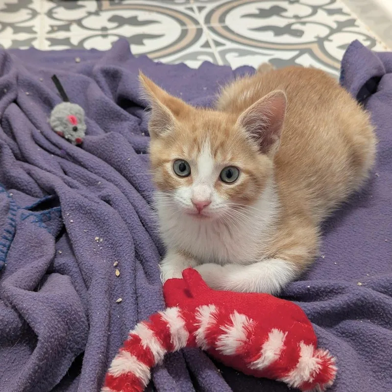 A baby medium-sized male Orange & White Domestic Short Hair cat named Nutter Butter for adoption in Huntington Beach, CA