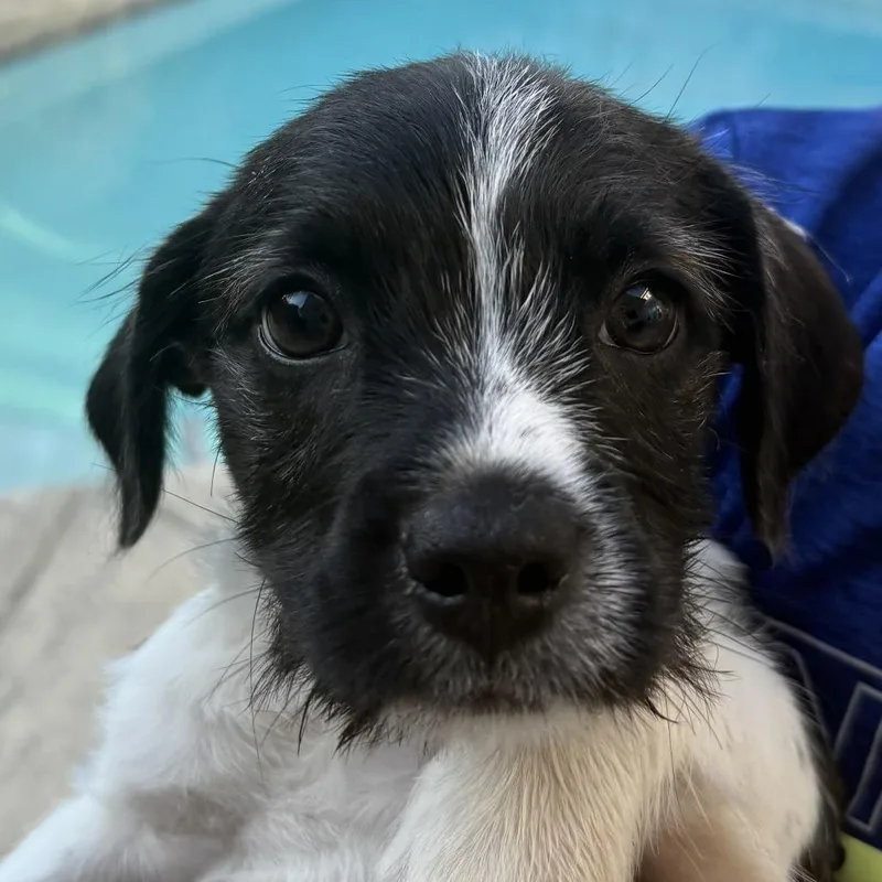 A baby medium-sized male Brindle Boston Terrier dog named Jason for adoption in San Mateo, CA