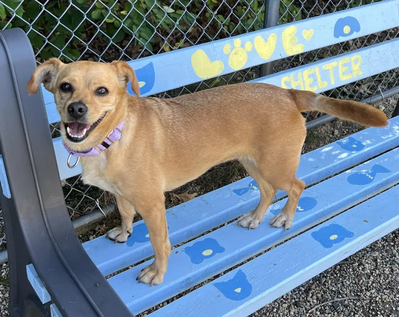 An adult small-sized female Chihuahua dog named Foxy for adoption in Medfield, MA