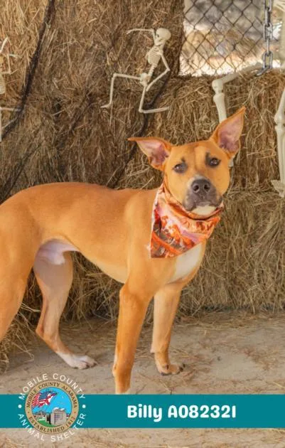 A young medium-sized male Pit Bull Terrier dog named Billy for adoption in Mobile, AL