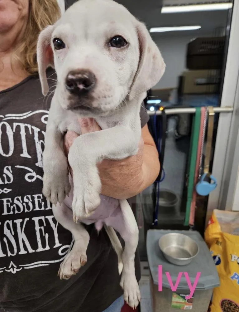 A baby small-sized female Pit Bull Terrier dog named Ivy for adoption in Irwin, PA