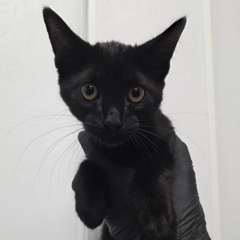 A baby small-sized female Black Domestic Short Hair cat named Zoie for adoption in Abilene, TX