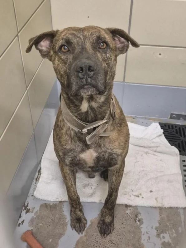 An adult large-sized male Staffordshire Bull Terrier dog named Marcus for adoption in Houston, TX
