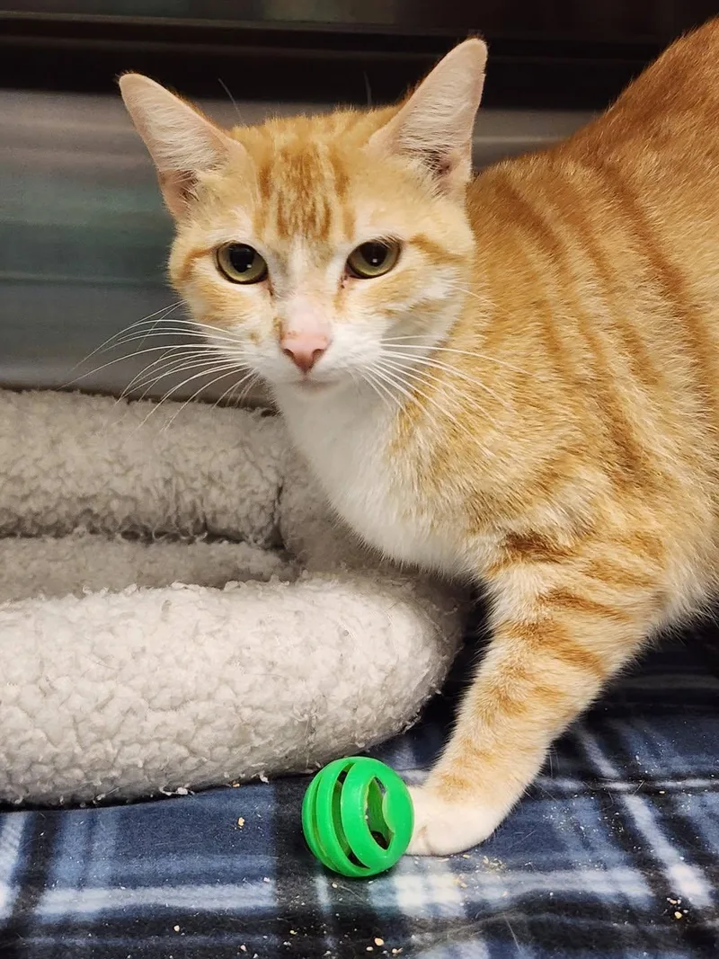 A young medium-sized female Orange / Red Domestic Short Hair cat named Chicago for adoption in Hilton Head Island, SC
