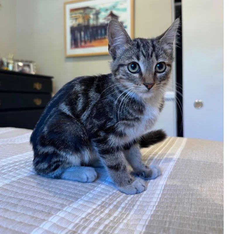 A baby small-sized male Brown / Chocolate Domestic Short Hair cat named Frito for adoption in Long Beach, CA