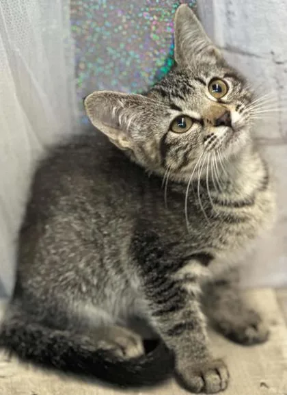 An adult small-sized female Domestic Short Hair cat named Fruity Pebbles for adoption in Shreveport, LA
