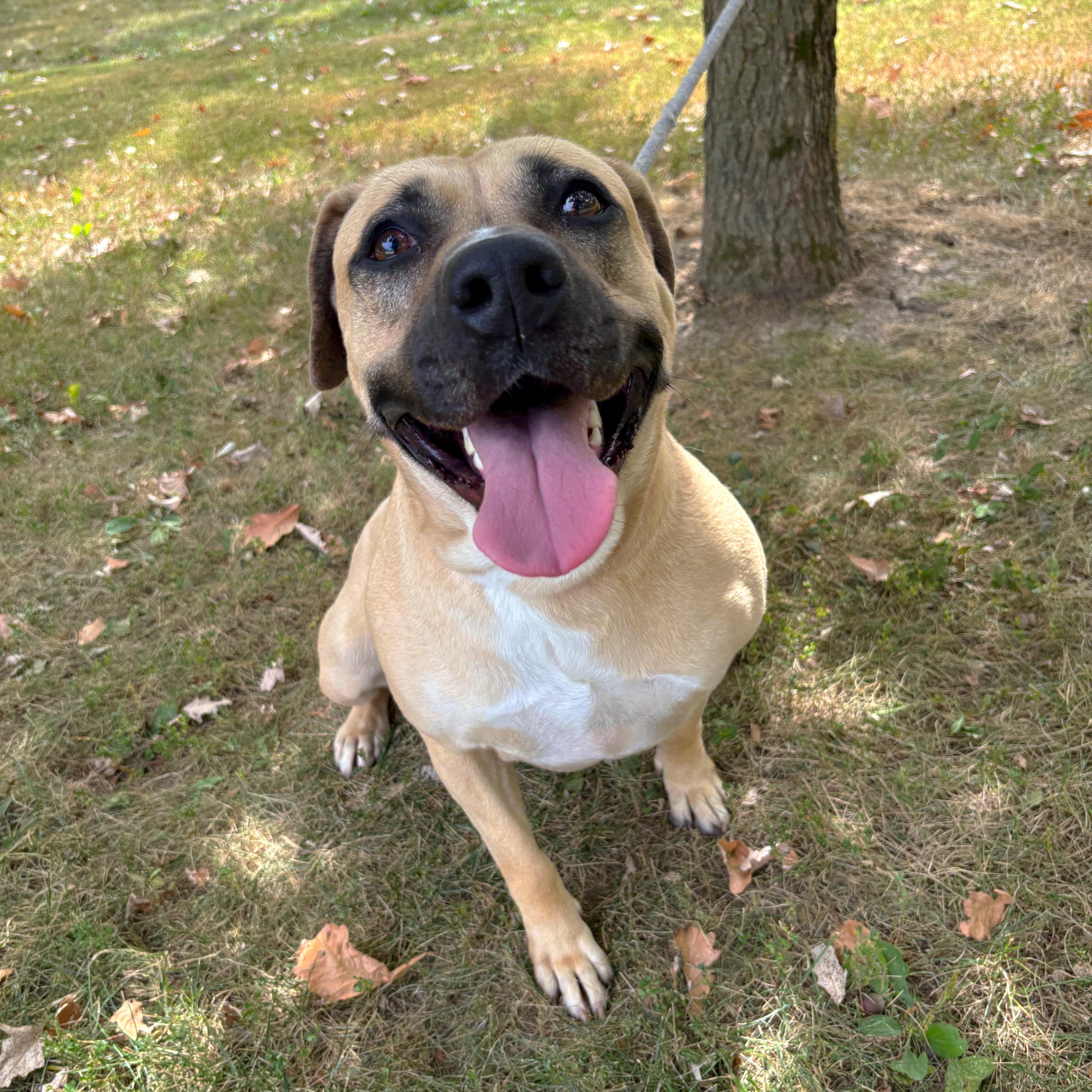 An adult medium-sized female Apricot / Beige Black Mouth Cur dog named Athena for adoption in Godfrey, IL
