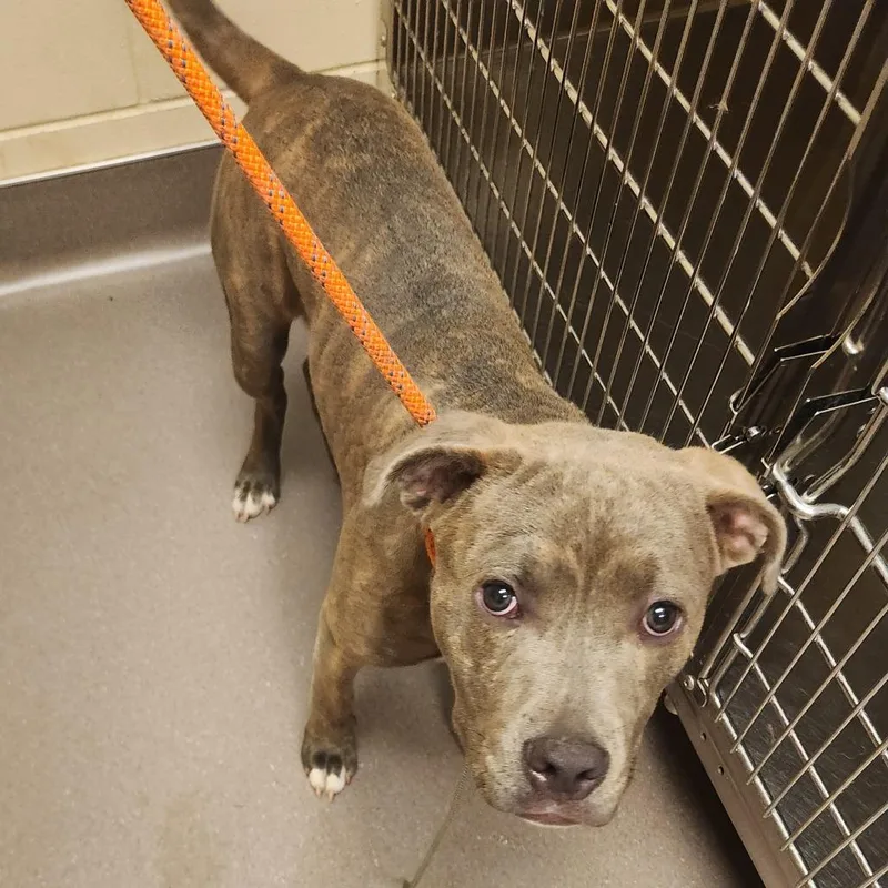 A young medium-sized male Brindle Pit Bull Terrier dog named Ralph for adoption in Norman, OK