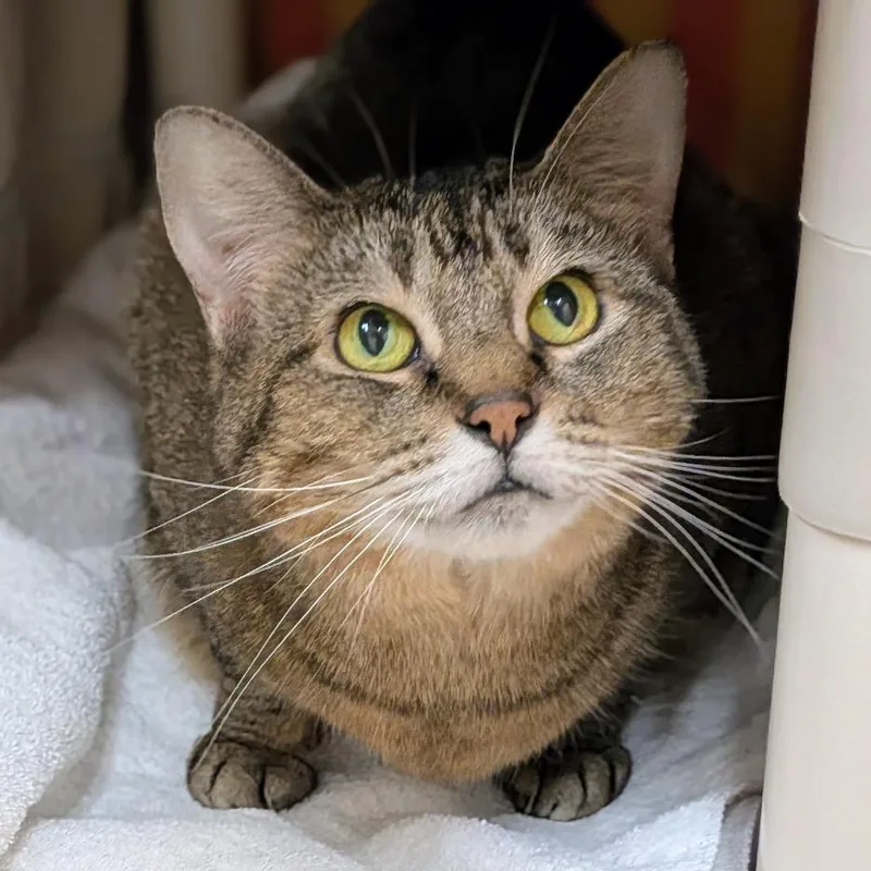 A senior large-sized female Brown / Chocolate Domestic Short Hair cat named Parker for adoption in Springfield, MA