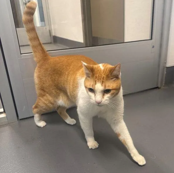 A senior large-sized male Orange & White Domestic Short Hair cat named Tofu for adoption in Hilton Head Island, SC