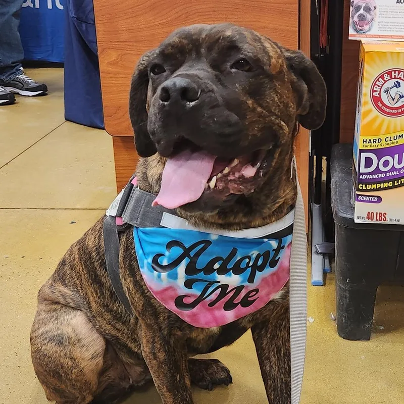 Candyland thumbnail 3