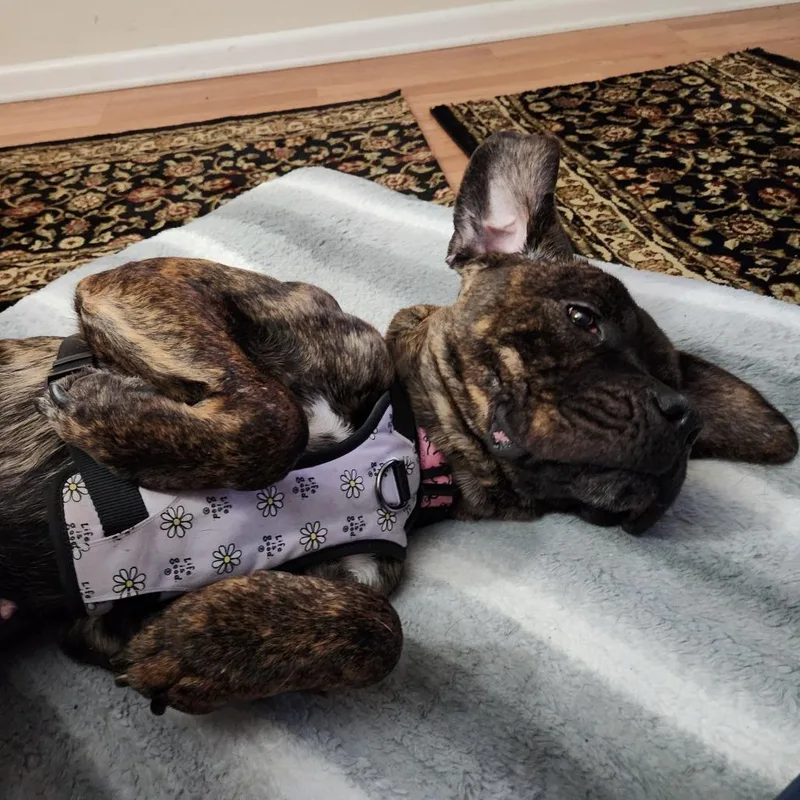 Candyland thumbnail 4