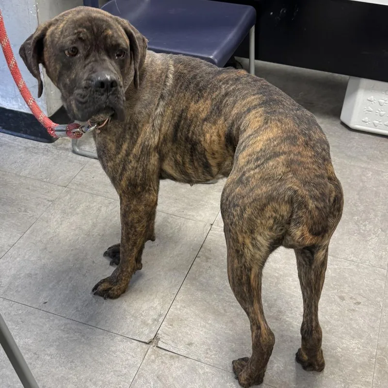 Candyland thumbnail 5