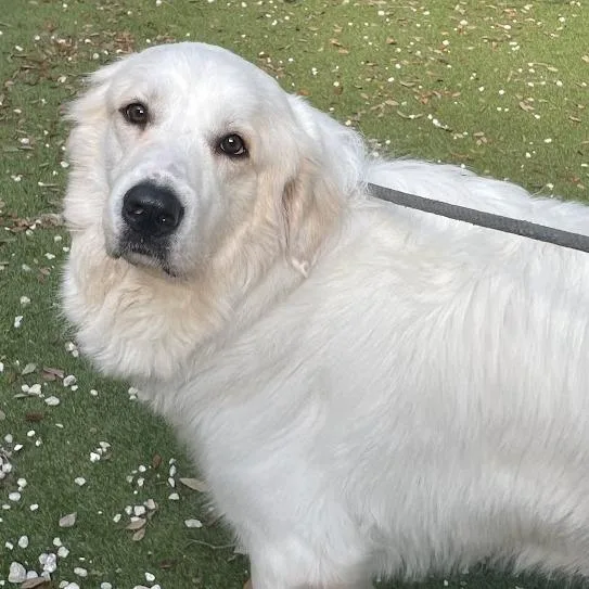 An adult large-sized male Great Pyrenees dog named Panfillo for adoption in Port Charlotte, FL