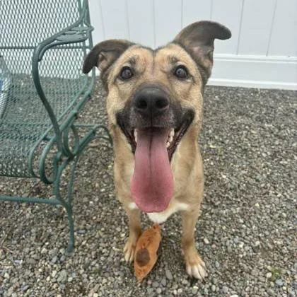 A young medium-sized female Brown / Chocolate Shepherd dog named Wren for adoption in Binghamton, NY