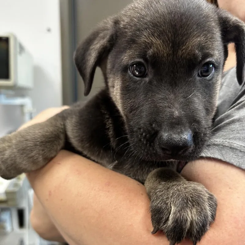 A baby small-sized male Black Retriever dog named Hurricane Warning for adoption in Cleveland, MS