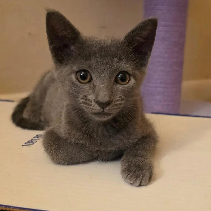 A young medium-sized female Gray / Blue / Silver Domestic Short Hair cat named Tabasco for adoption in Parkland, FL