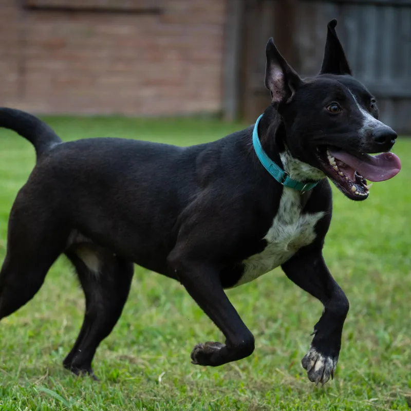 An adult large-sized female Black Cattle Dog dog named Miley for adoption in Houston, TX