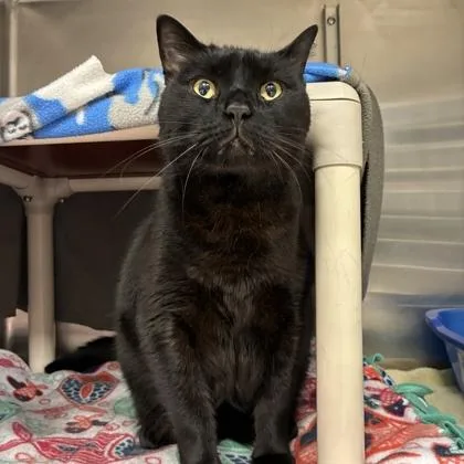 An adult small-sized male Domestic Short Hair cat named Karaca for adoption in Wheaton, IL
