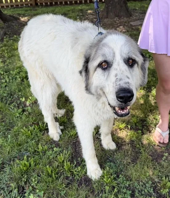 A senior large-sized male White / Cream Great Pyrenees dog named Sampson for adoption in Andover, MA
