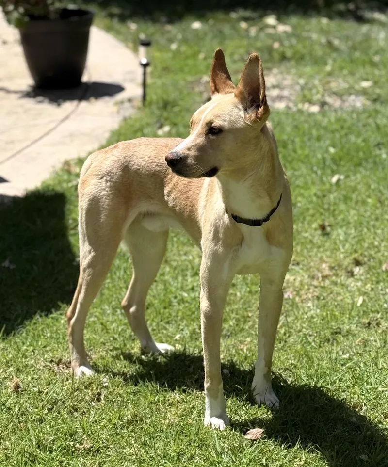 A young medium-sized male Shepherd dog named Teddy for adoption in Tarzana, CA