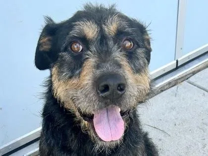 An adult medium-sized male Bicolor Mixed Breed dog named Doug for adoption in Georgetown, TX